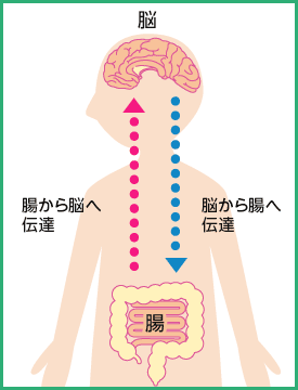 脳腸相関